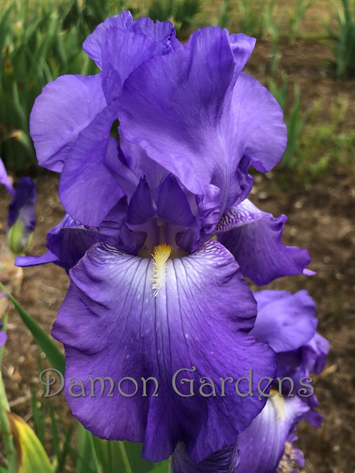 Iris Violet Harmony